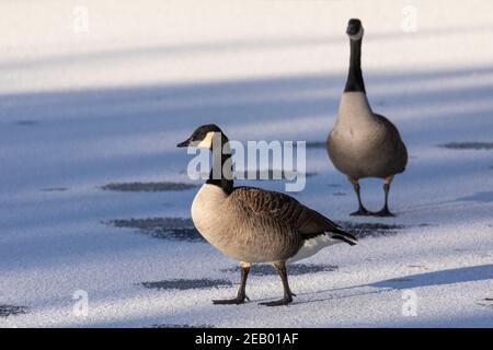 Wildgänse (Branta canadensis) Wandern auf einer gefrorenen Seenoberfläche im Winter Stockfoto