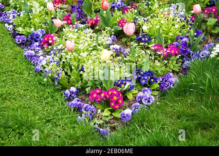 Frühling Gartenarbeit Hintergrund. Französischer Garten im Frühling. Bunte Blumenbeet im Park mit Tulpe, bellis, Stiefmütterchen, Gänseblümchen, Viola Blumen; grün lebendige Rasen Stockfoto