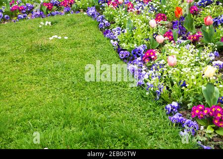 Frühling Gartenarbeit Hintergrund. Französischer Garten im Frühling. Bunte Blumenbeet im Park mit Tulpe, bellis, Stiefmütterchen, Gänseblümchen, Viola Blumen; grün lebendige Rasen Stockfoto