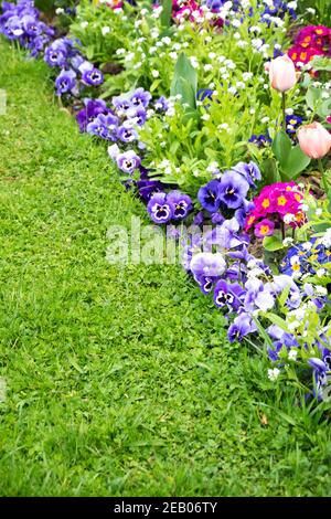 Frühling Gartenarbeit Hintergrund. Französischer Garten im Frühling. Bunte Blumenbeet im Park mit Tulpe, bellis, Stiefmütterchen, Gänseblümchen, Viola Blumen; grün lebendige Rasen Stockfoto