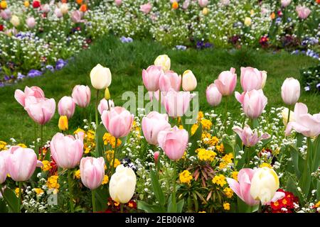 Frühling Gartenarbeit Hintergrund. Französischer Garten im Frühling. Bunte Blumenbeet im Park mit Tulpe, bellis, Stiefmütterchen, Gänseblümchen, Viola Blumen; grün lebendige Rasen Stockfoto