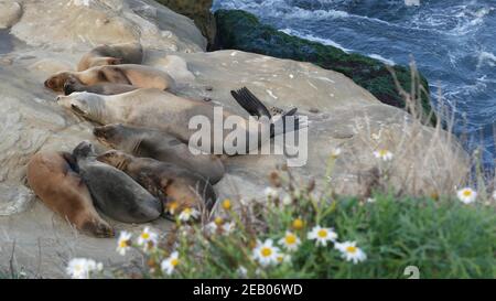 Seelöwen auf dem Felsen in La Jolla. Wildrohrige Robben, die in der Nähe des pazifischen Ozeans auf Steinen ruhen. Lustige faule Tiere schlafen. Geschützte Meeressäuger Stockfoto