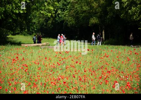 Ältere Wellness und Natur. Ältere Menschen (verschwommene Silhouetten im Hintergrund) üben Nordic Walking im Vincennes Wald von Paris, Frankreich während der po Stockfoto