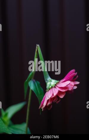 Kaputt. Eine gebrochene rosa Zinnia Nahaufnahme auf dunklem Hintergrund. Symbol für Depression, müde, Verzweiflung, Traurigkeit. Vertikale Fotografie. Selektiver Fokus Stockfoto