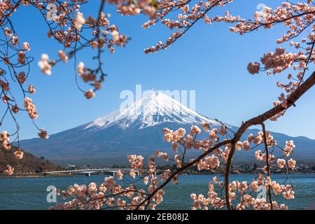 Mt. Fuji, Japan am Kawaguchi See während der Frühjahrssaison mit Kirschblüten. Stockfoto