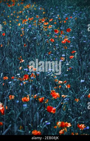 Trauermohn und Knusperblüten. Beerdigung Blumen blau rot Foto. Retro traurig launisch Hintergrund. Selektiver Fokus und Weichzeichner. Oldtimer getönte Postautos Stockfoto