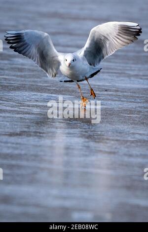 Eine Möwe landet auf gefrorenem Wasser an den Pen Ponds, im Richmond Park, London, während der kalte Snap weiterhin einen Großteil der Nation zu greifen. Bilddatum: Donnerstag, 11. Februar 2021. Stockfoto