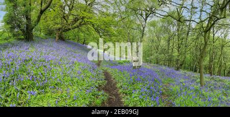 Ein Weg durch einen englischen Bluebell-Wald im Frühling mit den Blättern auf den Bäumen, die gerade herauskommen, Staffordshire, England, Großbritannien Stockfoto