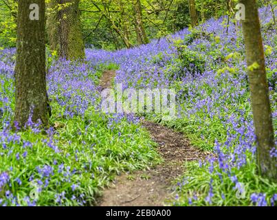 Ein Weg durch einen englischen Bluebell-Wald im Frühling mit den Blättern auf den Bäumen, die gerade herauskommen, Staffordshire, England, Großbritannien Stockfoto