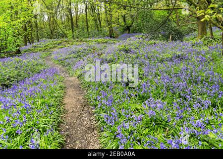 Ein Weg durch einen englischen Bluebell-Wald im Frühling mit den Blättern auf den Bäumen, die gerade herauskommen, Staffordshire, England, Großbritannien Stockfoto