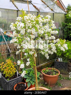 Die weißen Blüten eines Perlbusches, oder Pearlbusch (Exochorda), blühenden Strauch, als Standard gewachsen, England, Großbritannien Stockfoto