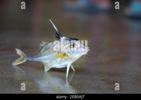 Stativ Fisch Verkauf in indien Hubschrauber Fisch Stockfoto