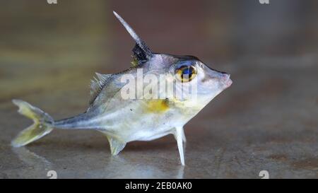 Stativ Fisch Verkauf in indien Hubschrauber Fisch Stockfoto