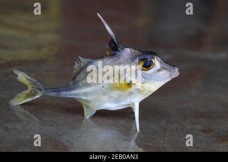 Stativ Fisch Verkauf in indien Hubschrauber Fisch Stockfoto