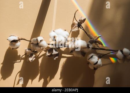 Baumwollzweig und Regenbogen auf beigem Hintergrund. Zarte weiße Baumwollblumen. Minimalismus flach Lay Komposition für Blogger, Künstler, Social Media, mag Stockfoto