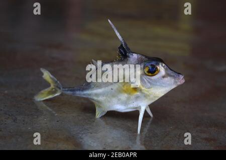 Stativ Fisch Verkauf in indien Hubschrauber Fisch Stockfoto