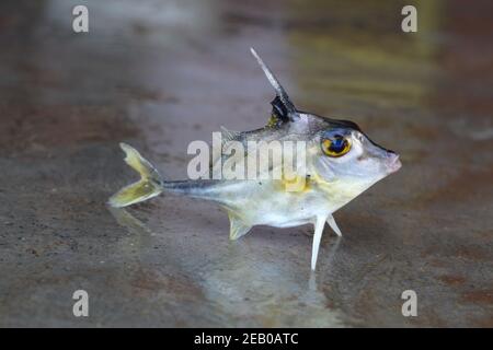 Stativ Fisch Verkauf in indien Hubschrauber Fisch Stockfoto