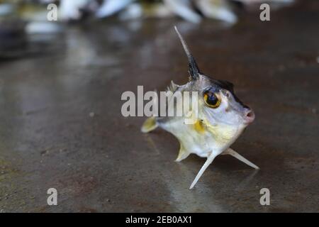 Stativ Fisch Verkauf in indien Hubschrauber Fisch Stockfoto