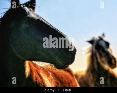 Nahaufnahme der Köpfe von zwei Pferden Stockfoto