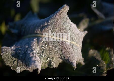 Lila sprießende Brokkoli Blätter am frühen Morgen Winterfrost in der Sonne auf den Fußhügeln des Mt Leinster, Kilbrannish South, Co Carlow, Irland Stockfoto