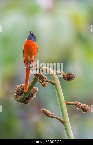 Grau-kinned Minivet Pericrocotus solaris männlich Perch auf einem schönen Zweig Stockfoto