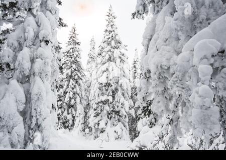 Dichter Wald mit gefrorenen Ästen. Winteratmosphäre der Waldreise, weicher Schnee auf Bäumen Stockfoto