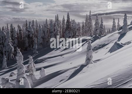 Nadelwald am Hang des verschneiten Hügels. Winterlandschaft mit schneebedeckten Tannenbäumen Stockfoto