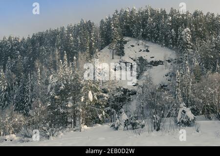 Winter Kiefernwald am Hang. Gefrorene Bäume unter Schnee Stockfoto