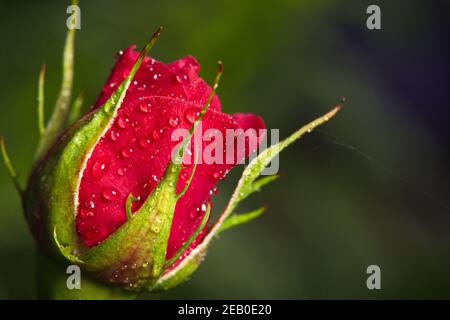 Neue rote Rose aus grünen Stamm auf verschwommenem grünen Hintergrund. Rose bedeckt mit frischen Tröpfchen des Morgentaus Stockfoto