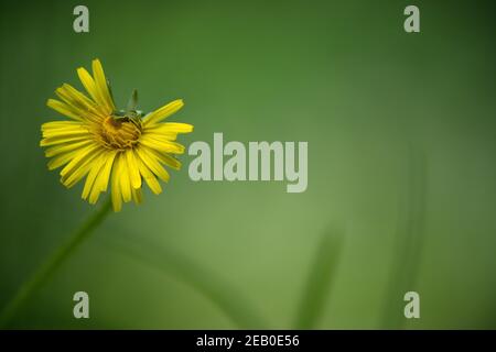Gelbe Löwenzahn Blume auf glattem grünen unscharfen Hintergrund Stockfoto