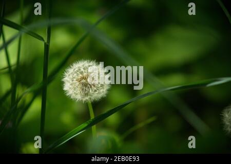 Löwenzahn Blume mit flauschigen Samenstielen auf einem sanften verschwommen Grüner Hintergrund Stockfoto