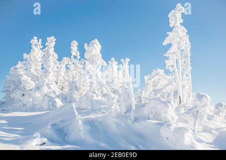 Rime und schneebedeckte Tannenbäume am Winterhang Stockfoto