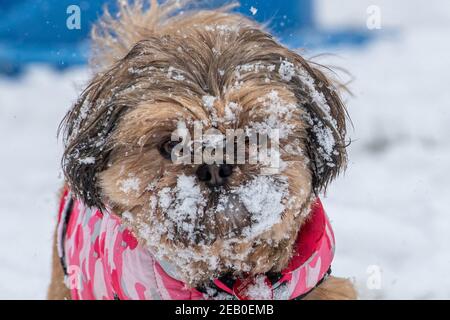 Bild vom Februar 7th zeigt einen Cockapoo in Ipswich in Suffolk am Sonntag, der den Schnee des Sturms Darcy genießt. Für Montag wird mehr Schnee im Osten des Landes prognostiziert. Stockfoto