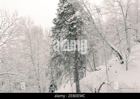 Sibirischer Winterwald mit Pinien am Hang und gefroren Baumzweige Stockfoto