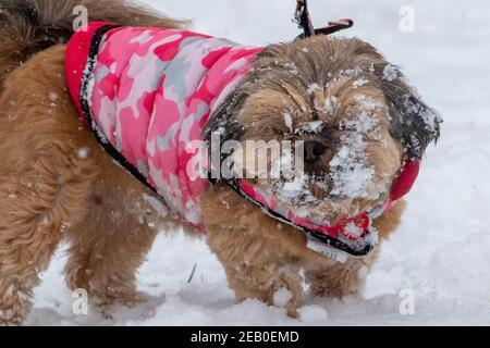 Bild vom Februar 7th zeigt einen Cockapoo in Ipswich in Suffolk am Sonntag, der den Schnee des Sturms Darcy genießt. Für Montag wird mehr Schnee im Osten des Landes prognostiziert. Stockfoto