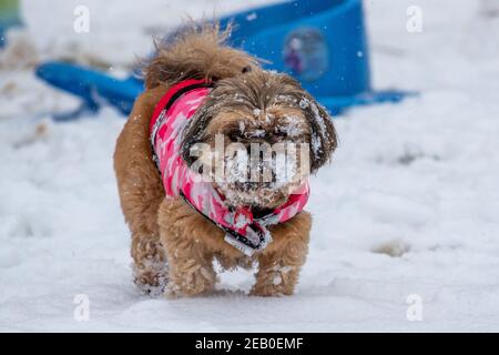 Bild vom Februar 7th zeigt einen Cockapoo in Ipswich in Suffolk am Sonntag, der den Schnee des Sturms Darcy genießt. Für Montag wird mehr Schnee im Osten des Landes prognostiziert. Stockfoto