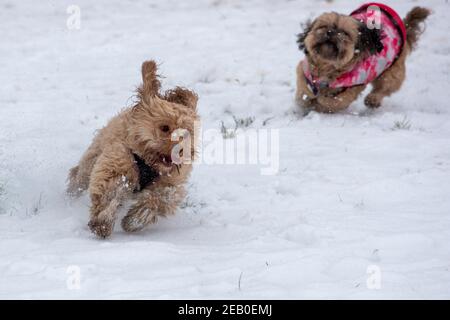 Bild vom Februar 7th zeigt einen Cockapoo in Ipswich in Suffolk am Sonntag, der den Schnee des Sturms Darcy genießt. Für Montag wird mehr Schnee im Osten des Landes prognostiziert. Stockfoto