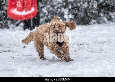 Bild vom Februar 7th zeigt einen Cockapoo in Ipswich in Suffolk am Sonntag, der den Schnee des Sturms Darcy genießt. Für Montag wird mehr Schnee im Osten des Landes prognostiziert. Stockfoto