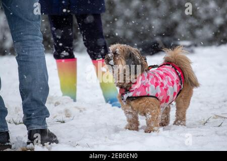 Bild vom Februar 7th zeigt einen Cockapoo in Ipswich in Suffolk am Sonntag, der den Schnee des Sturms Darcy genießt. Für Montag wird mehr Schnee im Osten des Landes prognostiziert. Stockfoto