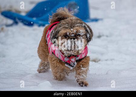 Bild vom Februar 7th zeigt einen Cockapoo in Ipswich in Suffolk am Sonntag, der den Schnee des Sturms Darcy genießt. Für Montag wird mehr Schnee im Osten des Landes prognostiziert. Stockfoto