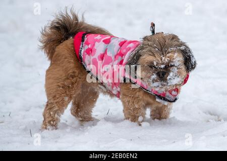 Bild vom Februar 7th zeigt einen Cockapoo in Ipswich in Suffolk am Sonntag, der den Schnee des Sturms Darcy genießt. Für Montag wird mehr Schnee im Osten des Landes prognostiziert. Stockfoto