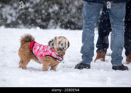 Bild vom Februar 7th zeigt einen Cockapoo in Ipswich in Suffolk am Sonntag, der den Schnee des Sturms Darcy genießt. Für Montag wird mehr Schnee im Osten des Landes prognostiziert. Stockfoto