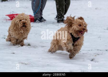 Bild vom Februar 7th zeigt einen Cockapoo in Ipswich in Suffolk am Sonntag, der den Schnee des Sturms Darcy genießt. Für Montag wird mehr Schnee im Osten des Landes prognostiziert. Stockfoto