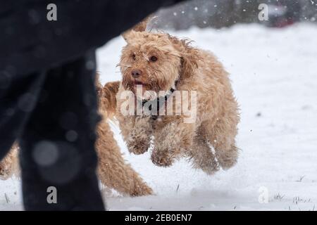 Bild vom Februar 7th zeigt einen Cockapoo in Ipswich in Suffolk am Sonntag, der den Schnee des Sturms Darcy genießt. Für Montag wird mehr Schnee im Osten des Landes prognostiziert. Stockfoto