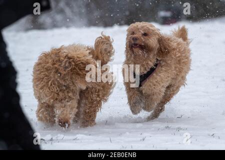 Bild vom Februar 7th zeigt einen Cockapoo in Ipswich in Suffolk am Sonntag, der den Schnee des Sturms Darcy genießt. Für Montag wird mehr Schnee im Osten des Landes prognostiziert. Stockfoto