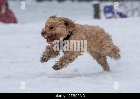 Bild vom Februar 7th zeigt einen Cockapoo in Ipswich in Suffolk am Sonntag, der den Schnee des Sturms Darcy genießt. Für Montag wird mehr Schnee im Osten des Landes prognostiziert. Stockfoto