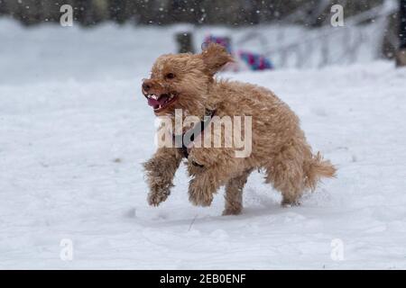 Bild vom Februar 7th zeigt einen Cockapoo in Ipswich in Suffolk am Sonntag, der den Schnee des Sturms Darcy genießt. Für Montag wird mehr Schnee im Osten des Landes prognostiziert. Stockfoto