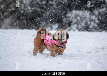Bild vom Februar 7th zeigt einen Cockapoo in Ipswich in Suffolk am Sonntag, der den Schnee des Sturms Darcy genießt. Für Montag wird mehr Schnee im Osten des Landes prognostiziert. Stockfoto