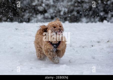 Bild vom Februar 7th zeigt einen Cockapoo in Ipswich in Suffolk am Sonntag, der den Schnee des Sturms Darcy genießt. Für Montag wird mehr Schnee im Osten des Landes prognostiziert. Stockfoto