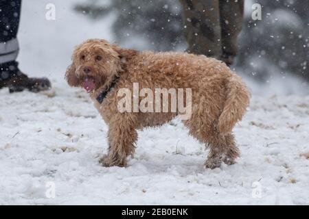 Bild vom Februar 7th zeigt einen Cockapoo in Ipswich in Suffolk am Sonntag, der den Schnee des Sturms Darcy genießt. Für Montag wird mehr Schnee im Osten des Landes prognostiziert. Stockfoto